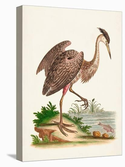 Antique Heron & Cranes III-George Edwards-Stretched Canvas