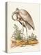 Antique Heron & Cranes IV-George Edwards-Stretched Canvas