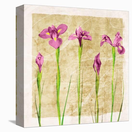 Antique Iris I-Christine Zalewski-Stretched Canvas