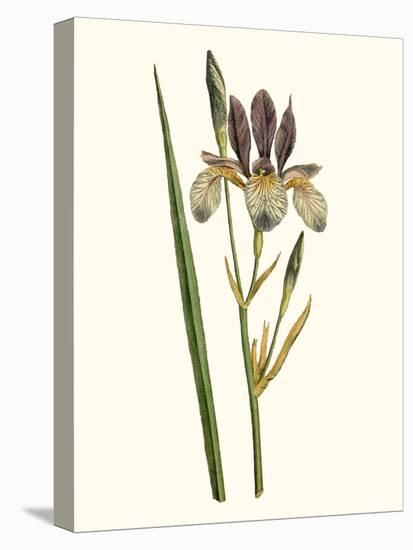 Antique Iris I-Curtis-Stretched Canvas