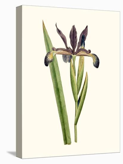 Antique Iris III-Curtis-Stretched Canvas