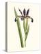 Antique Iris III-Curtis-Stretched Canvas