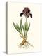 Antique Iris IV-Curtis-Stretched Canvas