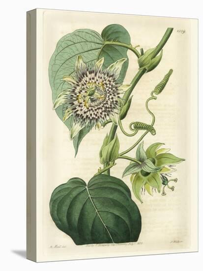 Antique Passionflower I-M. Hart-Stretched Canvas