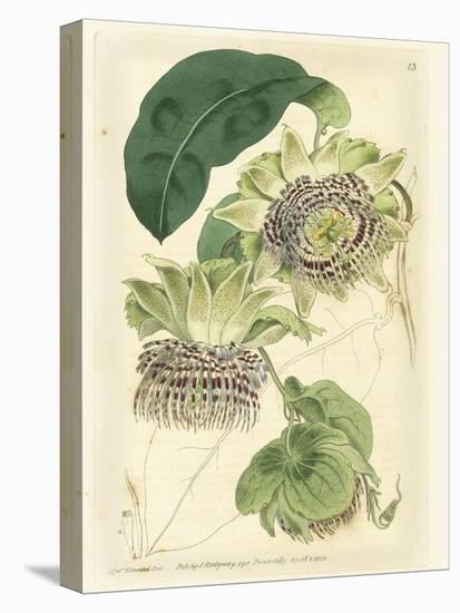 Antique Passionflower II-M. Hart-Stretched Canvas