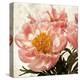 Antique Peony IV-Christine Zalewski-Stretched Canvas