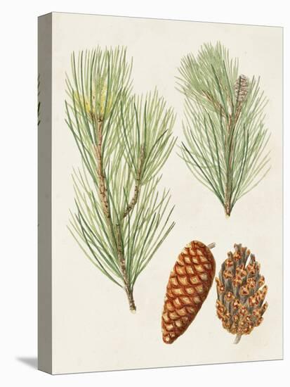 Antique Pine Cones I-Unknown-Stretched Canvas