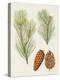 Antique Pine Cones I-Unknown-Stretched Canvas