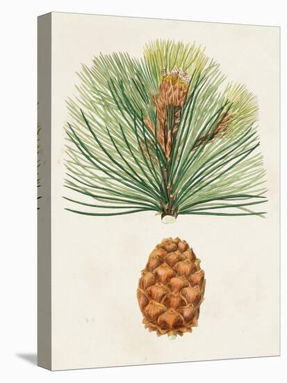 Antique Pine Cones II-Unknown-Stretched Canvas