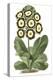 Antique Primula III-null-Stretched Canvas