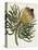 Antique Protea III-null-Stretched Canvas