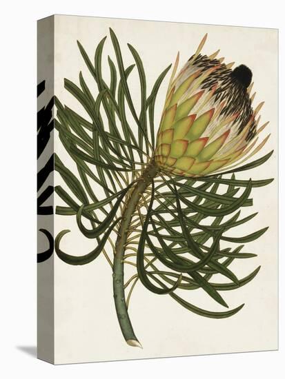 Antique Protea III-null-Stretched Canvas