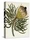 Antique Protea III-null-Stretched Canvas