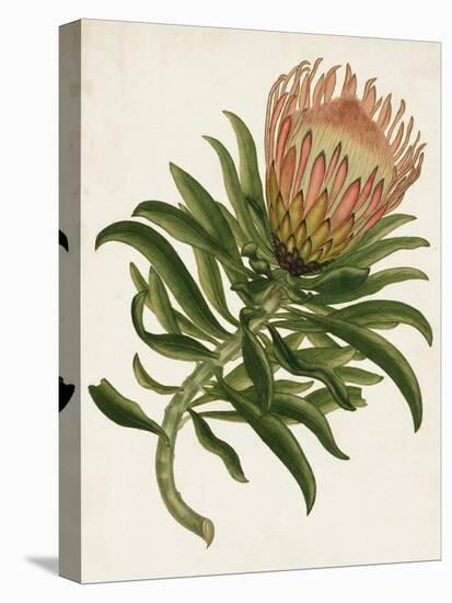 Antique Protea IV-null-Stretched Canvas