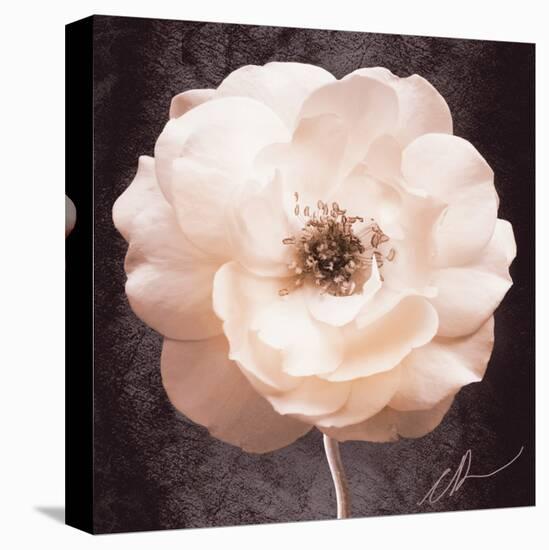 Antique Rose-Christine Zalewski-Stretched Canvas