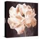 Antique Rose-Christine Zalewski-Stretched Canvas