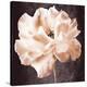 Antique Rose-Christine Zalewski-Stretched Canvas