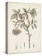 Antique Sepia Botanicals I-0 Unknown-Stretched Canvas