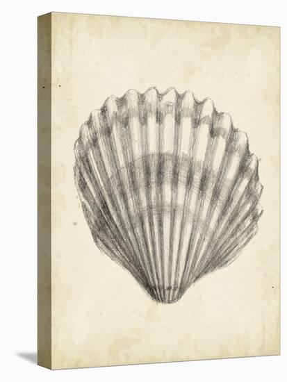 Antique Shell Study III-Ethan Harper-Stretched Canvas