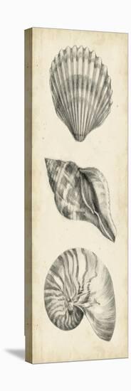Antique Shell Study Panel I-Ethan Harper-Stretched Canvas