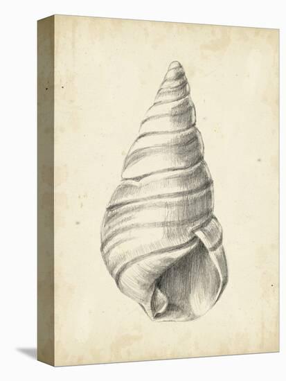 Antique Shell Study V-Ethan Harper-Stretched Canvas