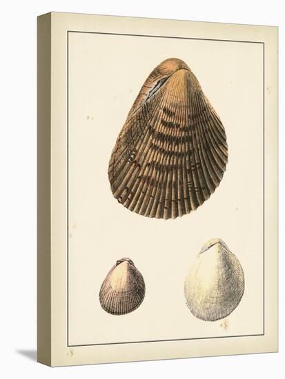 Antique Shells II-Denis Diderot-Stretched Canvas