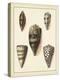 Antique Shells IV-Denis Diderot-Stretched Canvas