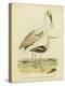 Antique Spoonbill and Sandpipers-Alexander Wilson-Stretched Canvas