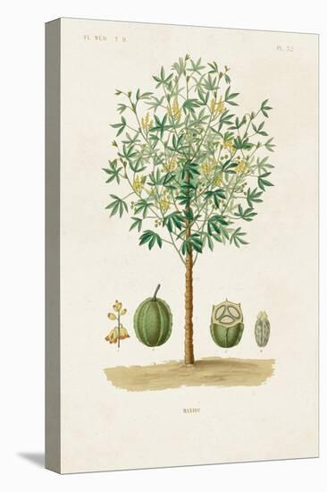 Antique Tree with Fruit VIII-Unknown-Stretched Canvas