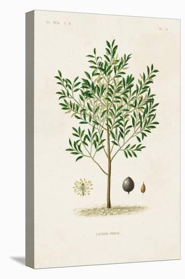 Antique Tree with Fruit XII-Unknown-Stretched Canvas