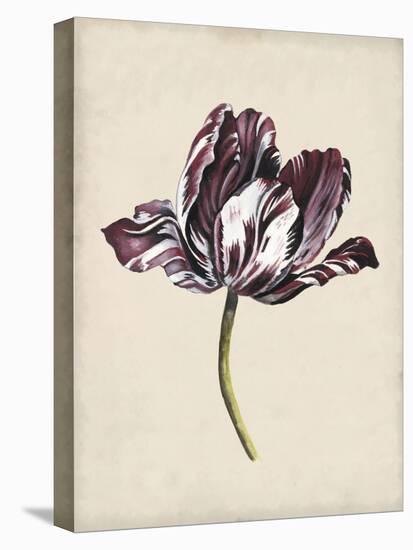 Antique Tulip Study I-Naomi McCavitt-Stretched Canvas