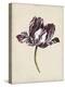 Antique Tulip Study I-Naomi McCavitt-Stretched Canvas