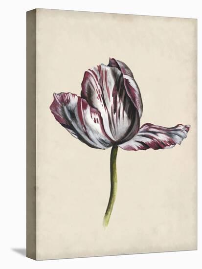 Antique Tulip Study II-Naomi McCavitt-Stretched Canvas