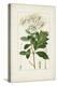 Antique Turpin Botanical II-0 Turpin-Stretched Canvas