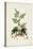 Antique Turpin Botanical III-0 Turpin-Stretched Canvas