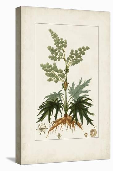 Antique Turpin Botanical III-0 Turpin-Stretched Canvas