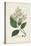 Antique Turpin Botanical V-0 Turpin-Stretched Canvas