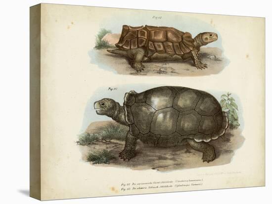 Antique Turtle Pair I-Vision Studio-Stretched Canvas