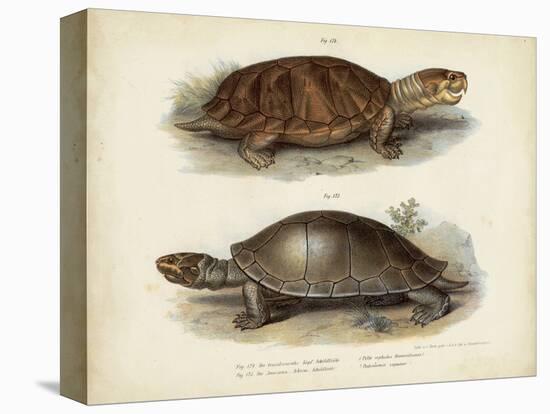 Antique Turtle Pair II-Vision Studio-Stretched Canvas