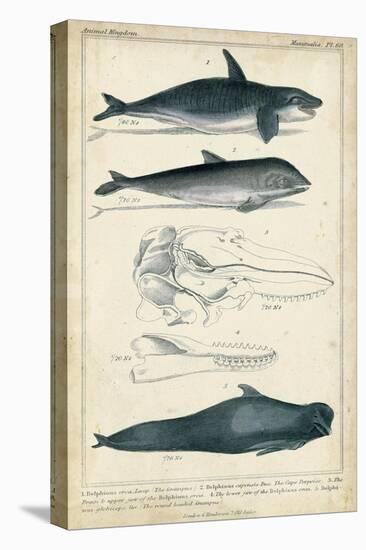 Antique Whale and Dolphin Study I-G. Henderson-Stretched Canvas