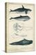 Antique Whale and Dolphin Study I-G. Henderson-Stretched Canvas