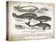 Antique Whales I-Gwendolyn Babbitt-Stretched Canvas