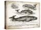 Antique Whales II-Gwendolyn Babbitt-Stretched Canvas