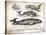 Antique Whales II-Gwendolyn Babbitt-Stretched Canvas
