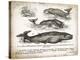 Antique Whales II-Gwendolyn Babbitt-Stretched Canvas