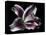 Antiqued Lily-Lori Hutchison-Premier Image Canvas