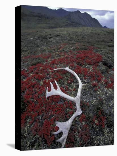 Antler Amid Alpine Bearberry, Brooks Range, Arctic National Wildlife Refuge, Alaska, USA-Hugh Rose-Premier Image Canvas