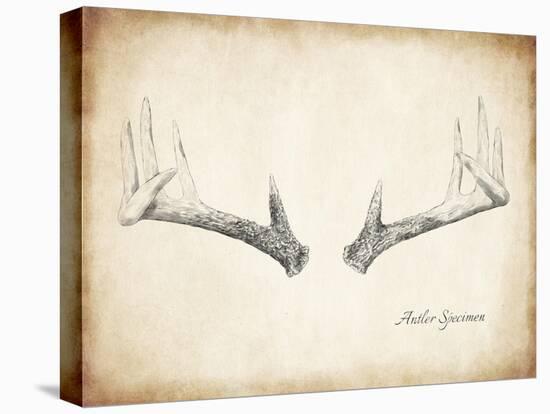 Antler Specimen B-THE Studio-Premier Image Canvas