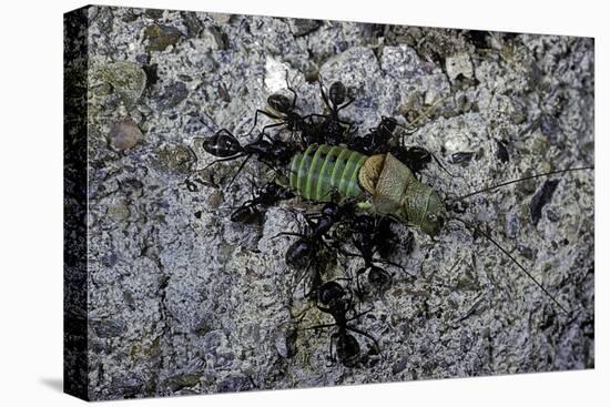 Ants Attacking a Bushcricket-Paul Starosta-Premier Image Canvas