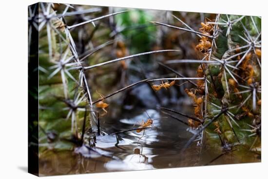 Ants crawling along cactus spines to escape floodwater, Texas-Karine Aigner-Premier Image Canvas